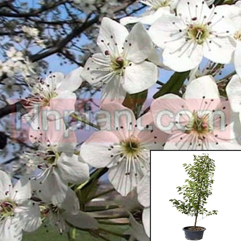 Pyrus Aristocrat 5 Gallon Callery Pear White Live Plant Fr7Ht7