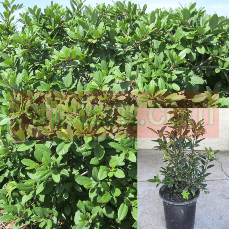 Rhamnus Eve Case 5 Gallon Plant Coffeeberry Live Plant Fr7
