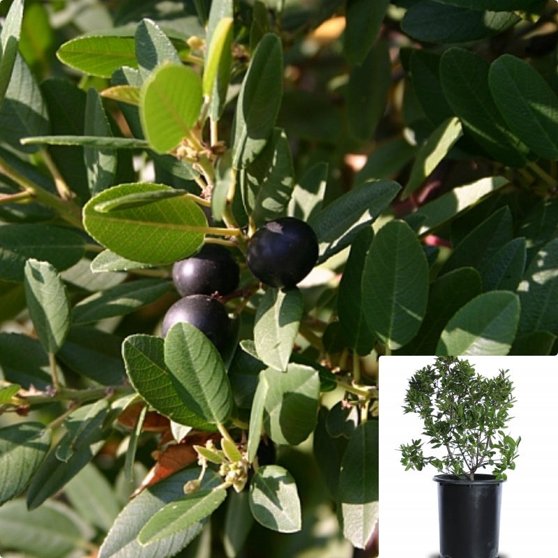 Rhamnus San Bruno 5 Gallon Plant Mound Coffeeberry Tree Live Plant Fr7