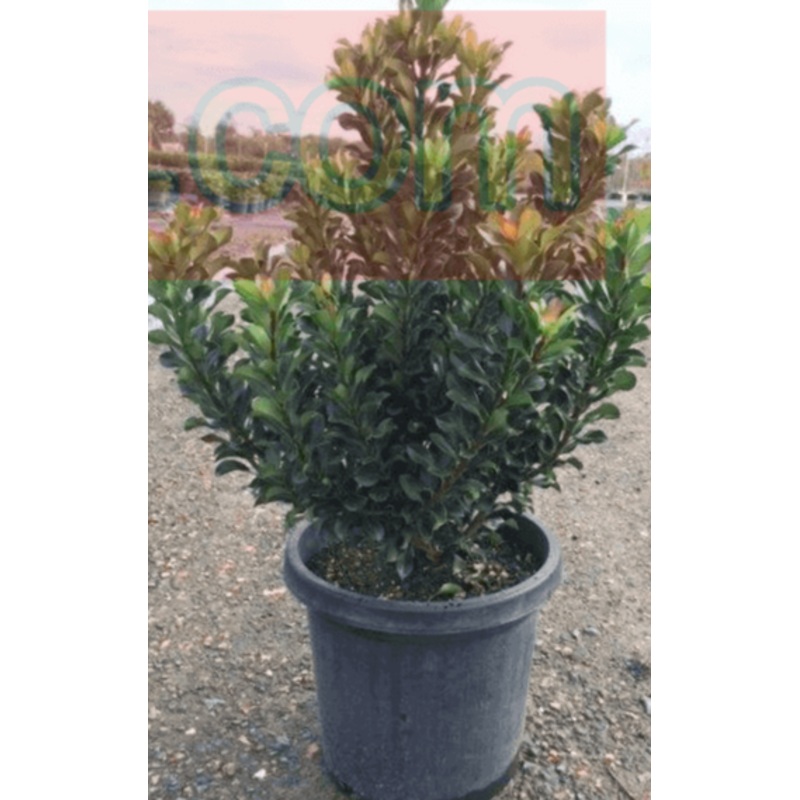 Rhaphiolepis Clara 5 Gallon Bay Breeze Indian Hawthorn Shrubs Flower Fr7 Live Plant