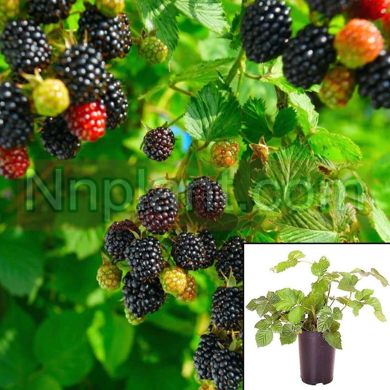 Rubus Californica 1 Gallon California Blackberry Outdoor Live Plant Fr7