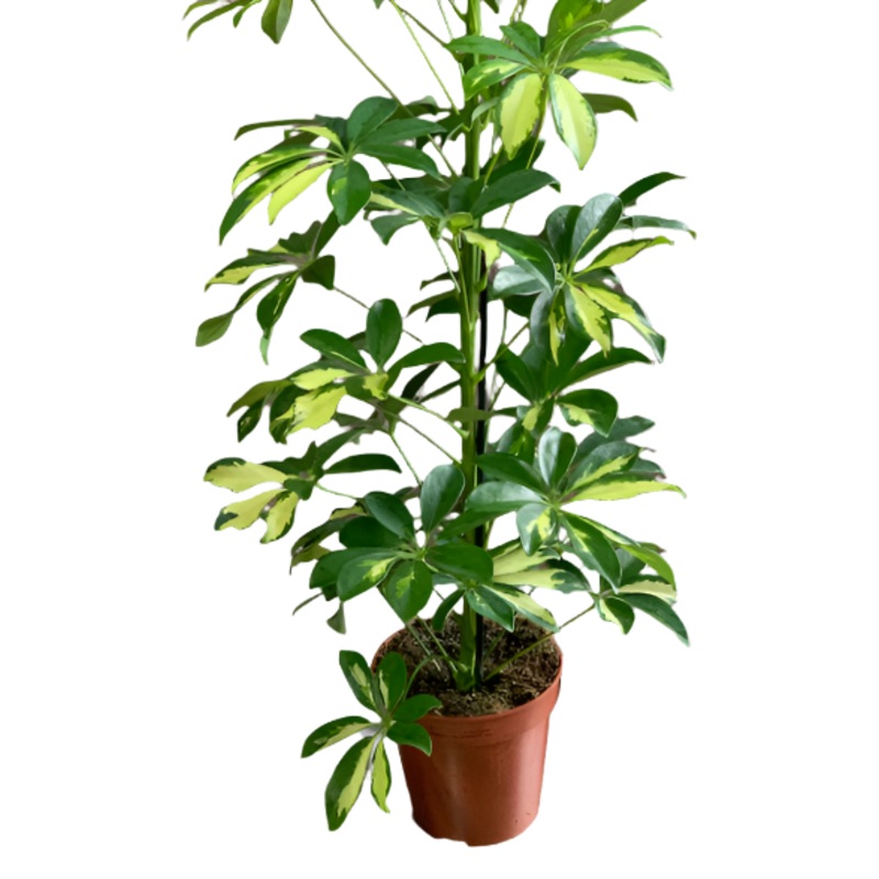 Schefflera Trinette Yellow 4inches Plant Dwarf Variegated Umbrella Tree Arboricola Gold Capella Ht7