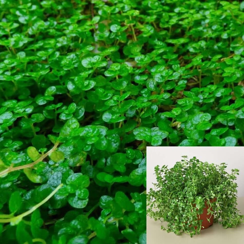 Soleirolia Baby Tears 1 Gallon Pot Green Soleirolia Soleirolii Plant Angels Tears Live Plant Ht7 Best