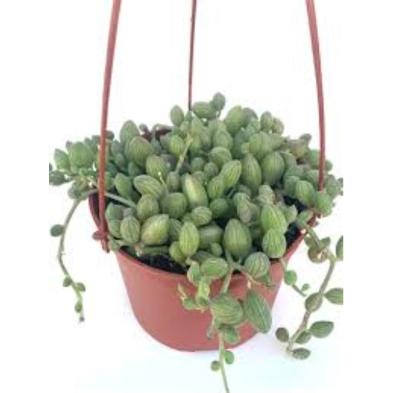 String Of Melon Plant 6Inches String Of Tears Plant Curio Herreanus Plant Hanging Succulent Live Plant Ht7