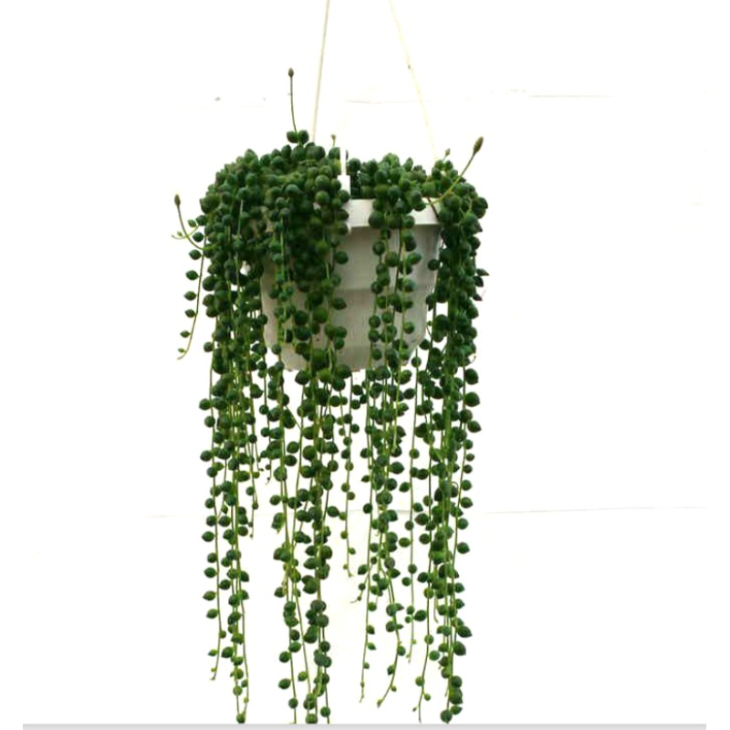 String Of Pearls Plant Pearl string of beads Senecio Rowleyanus Agavaceae succulent 6  Pot Live Plant Ht7 Best