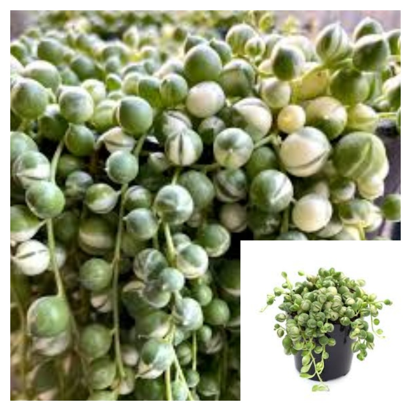 String Of Pearls Variegated Plant String Of Pear Rare 4Inches Pot Succulents Plant Ht7