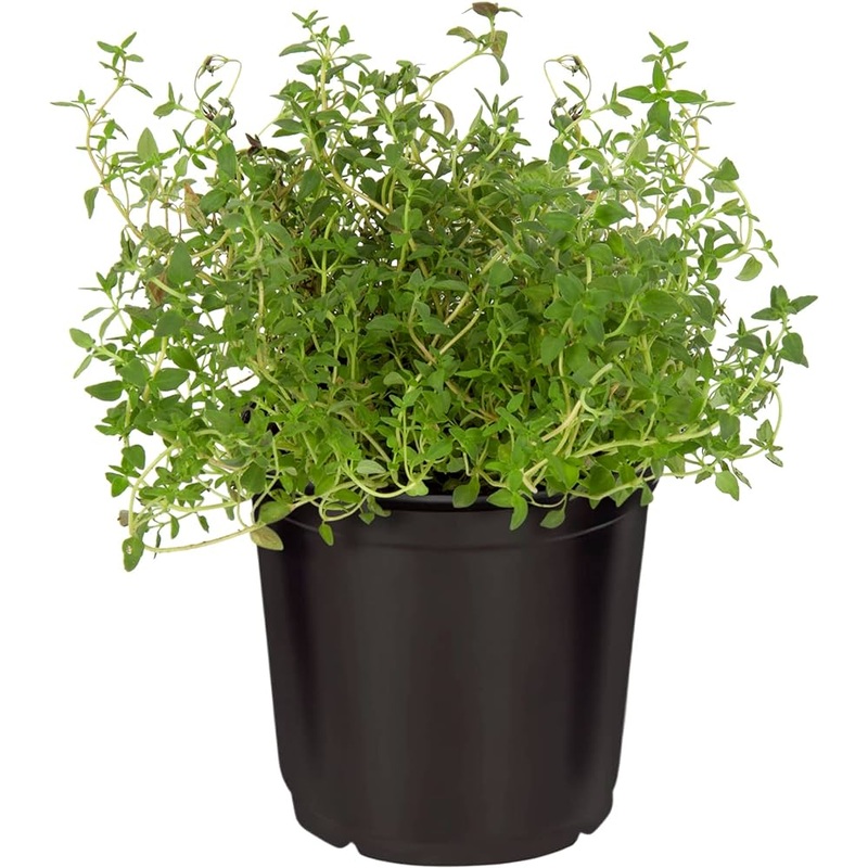 White Thyme 4inches Plant Thymus Vulgaris Plant Thymus Citriodorus Herbdbal Live Plant Ht7