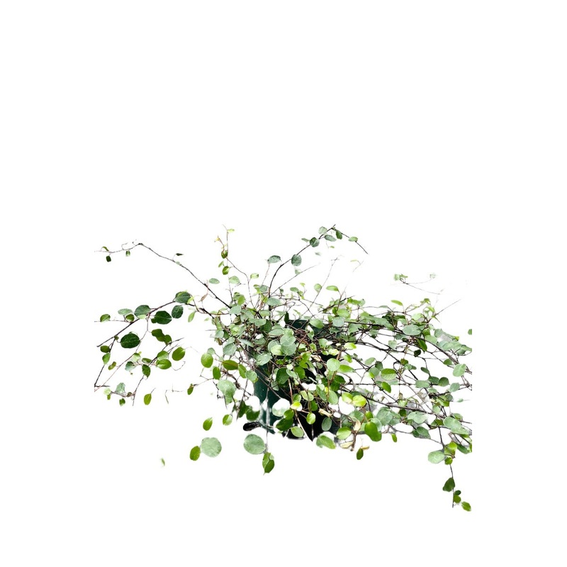 Wirevine 4inches Plant Maidenhair Vine Plant Creeping Wire Vine Plant Mattress Wire Weed Pot Pr7
