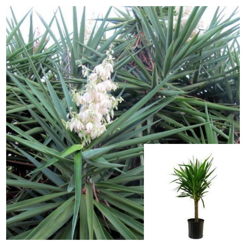Yucca Blue Stem 5 Gallon Plant Spineless Yucca Plant Yucca Cane Tree Live Plant Ht7