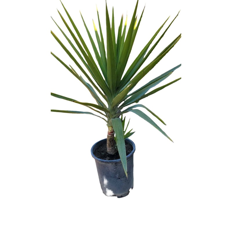Yucca Gloriosa 5 Gallon Spanish Dagger Adam S Needle Glorious Lord Candlestick Mound Lily Evergreen Shrub Live Plant Ght7
