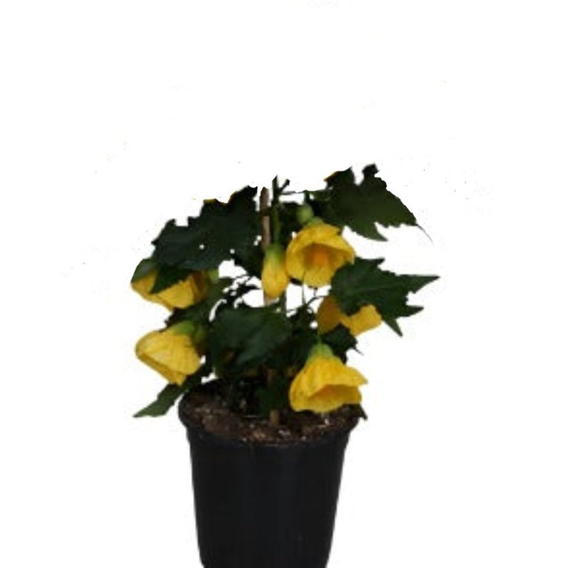 Abutilon Yellow 4 inches Abutilon Lantern Yellow Plant Include Redvein Abutilon Ht7