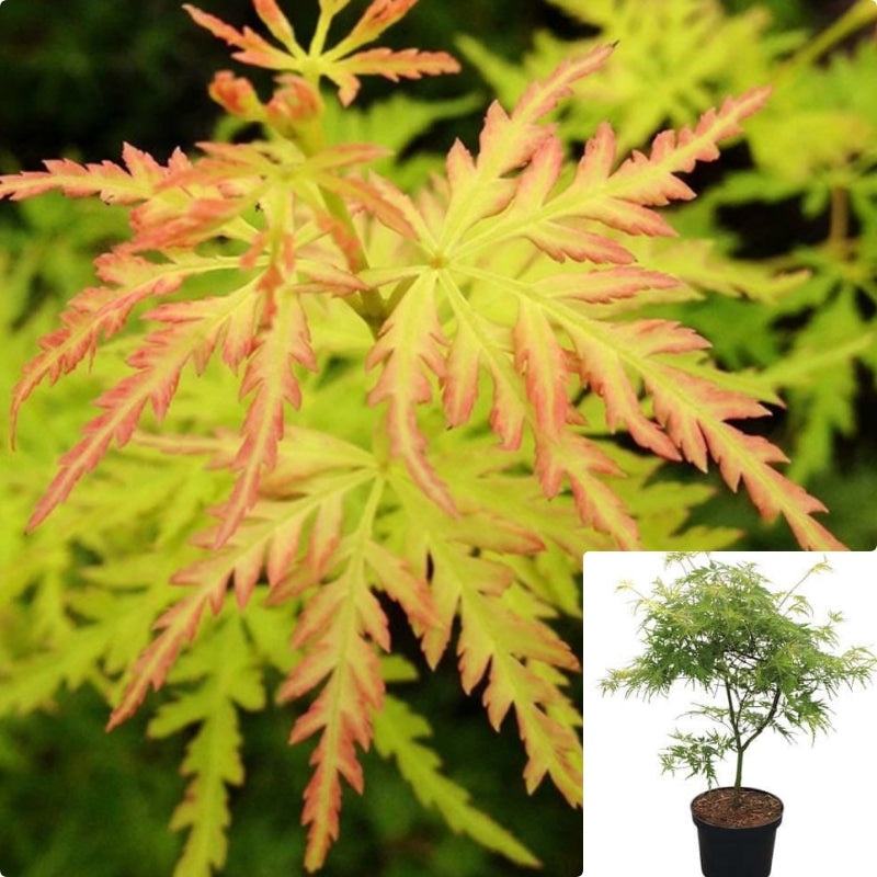 Acer Palmatum Dissectum Seiryu 5 Gallon Plant Laceleaf Japanese Maple Tree Outdoor Tre