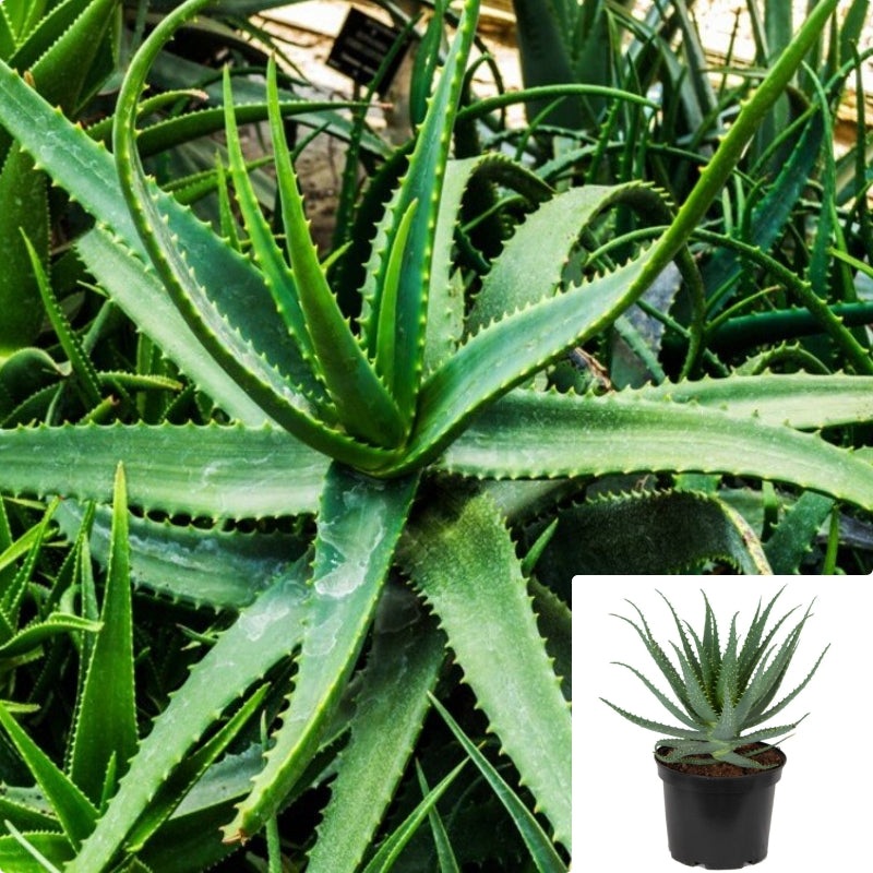 Aloe Arborescens 1 Gallon Ht7 Krantz Aloe Plant Succulent Drought Tolerant