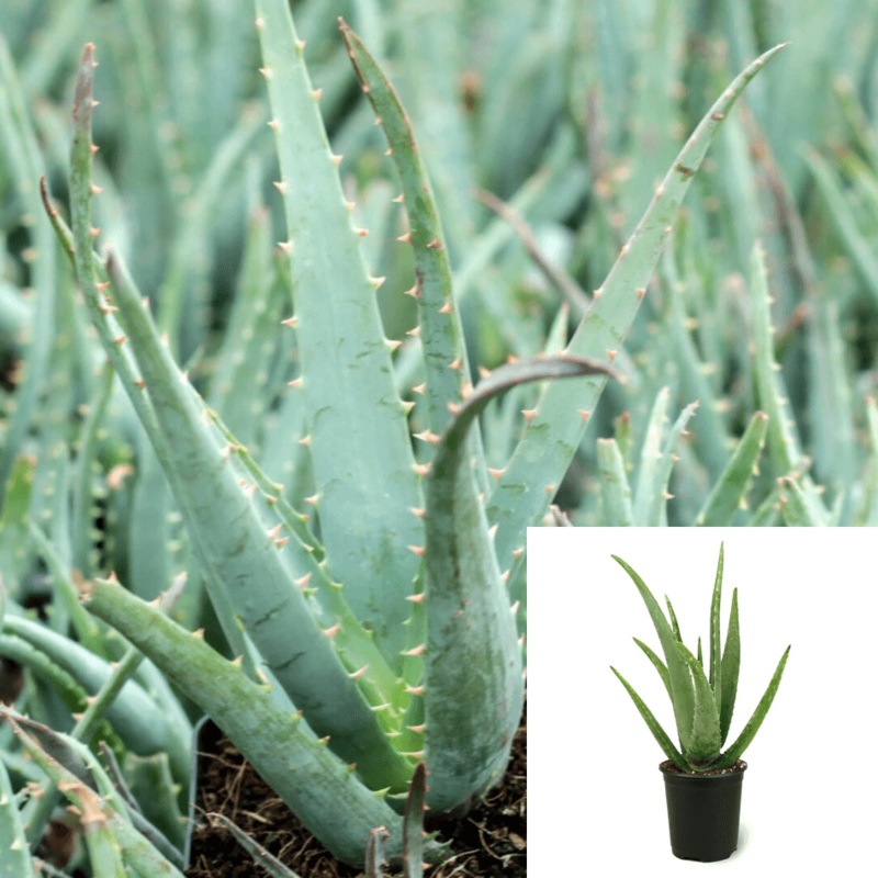 Aloe Blue Elf 1 Gallon Ht7 Blue Elf Aloe Vera Plant California Aloe Live Plant