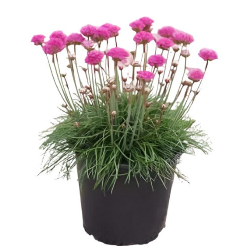 Armeria Pink 1 Quart Plant Thrift Sea Thrift Sea Pinkr Flower Live Plant Pht7
