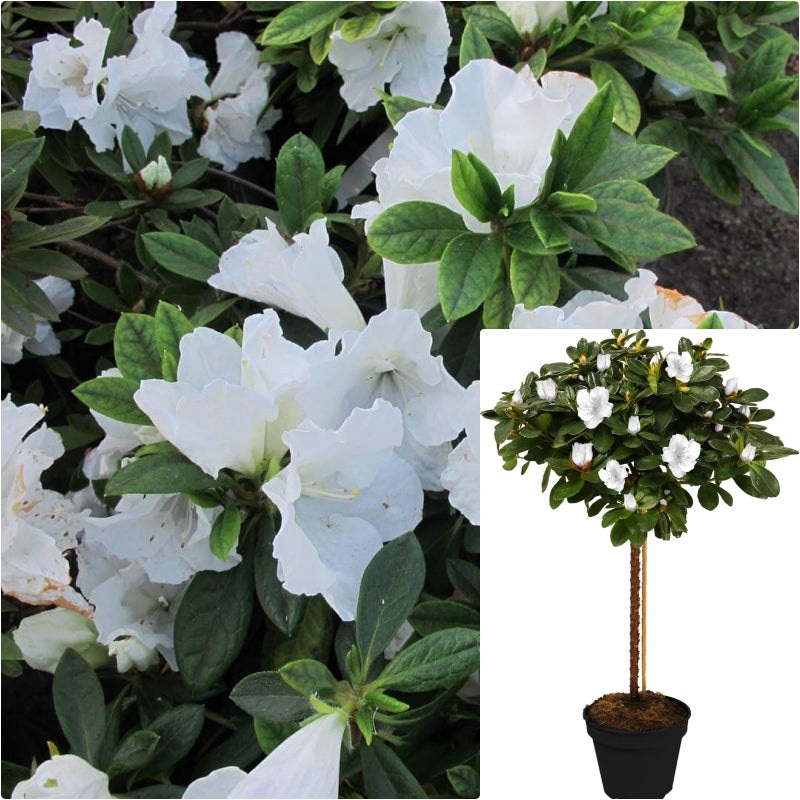 Azalea Alaska Patio 5 Gallon Plant Rhododendron Live Plant Fr7
