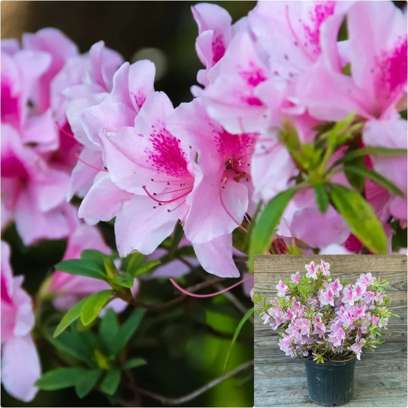 Azalea George Tabor 5 Gallon Pink White Plant Taber Live Plant Fr7