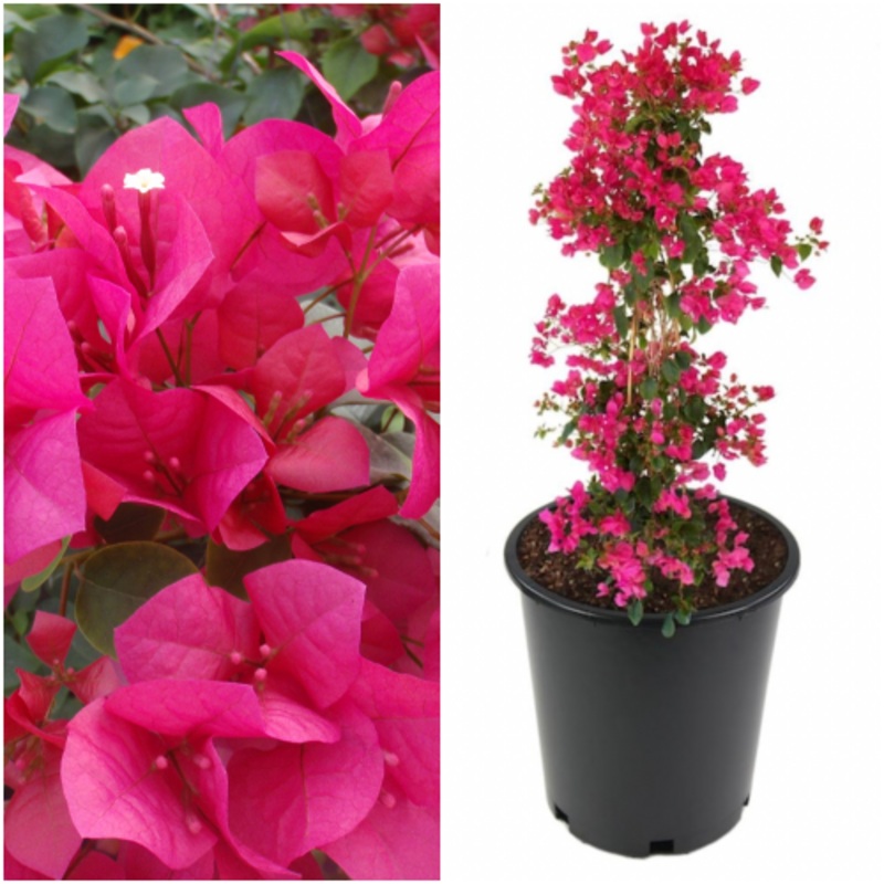 Bougainvillea Barbara Karst 2 Gallon Ht7 Showy Vine Shines With Bright Magenta Red Petal Like Bracts Red Barbara Karst Bougainvillea Liv