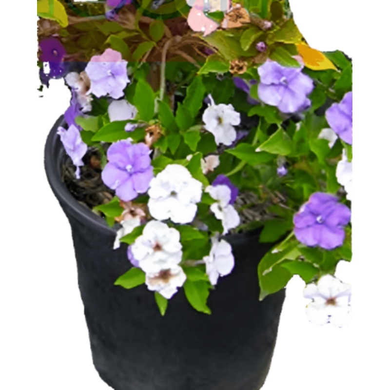 Brunfelsia Floribunda 5 Gallon Pot Brunfelsia Blue Compacta Floribunda Morning Noon And Night Plant Shrub Live Plant Hogr