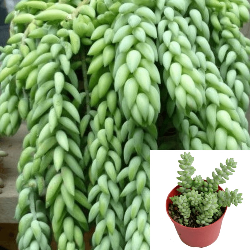 Burro Tail Donkey Tail 4Inches Pot Succulent Best Lamb s Tail Horse s Tail Sedum morganianum succulent Live Plant