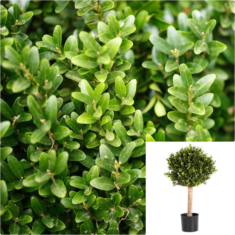 Buxus Patio Planter 3 Gallon Spiral Japanese Boxwood Patio Hedge Plant Live Plant