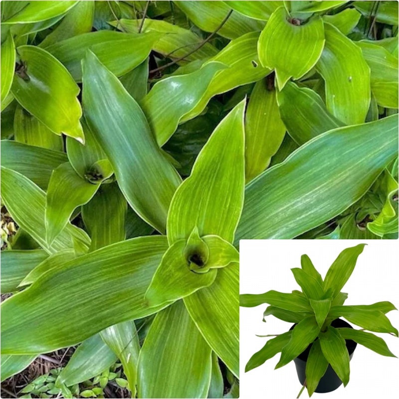 Callisia Fragrans 1 Gallon Ht7 Basket Plant Plant Chain Plant False Bromeliad Live Plant Ht7