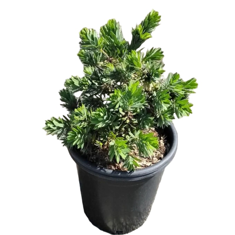 Callistemon Little John 5 Gallon Callistemon Red Dwarf Bottlebrush Brush Live Plant Mfg7