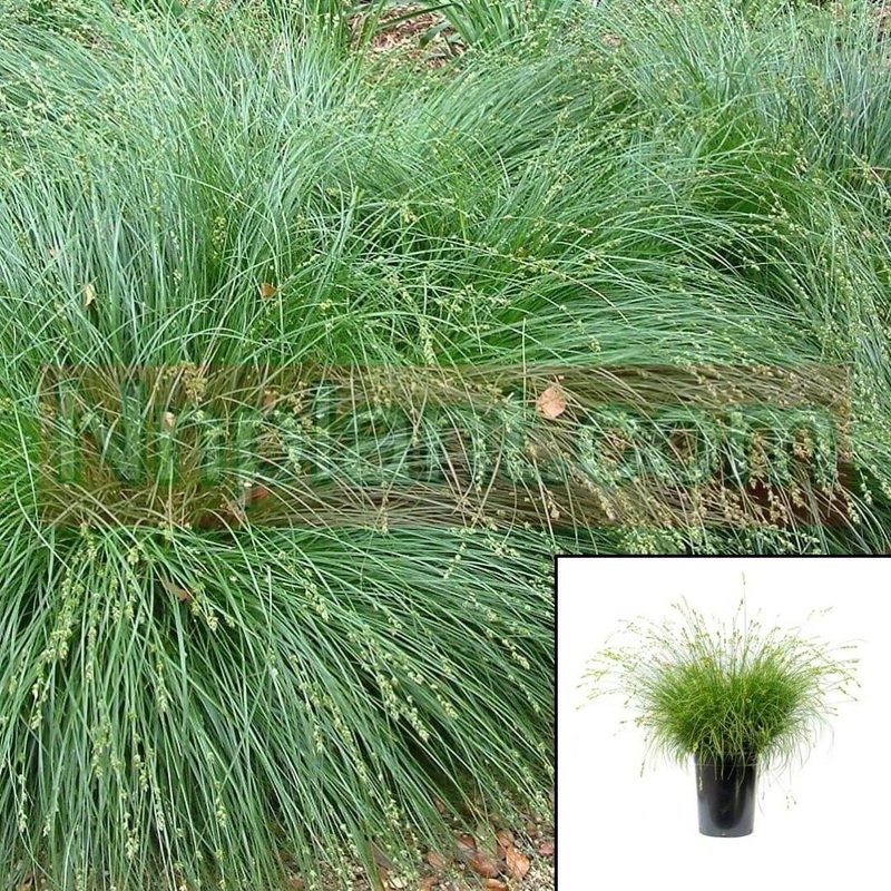 Carex Tumulicola 1 Gallon Plant Berkeley Grasses Live Plant Fr7