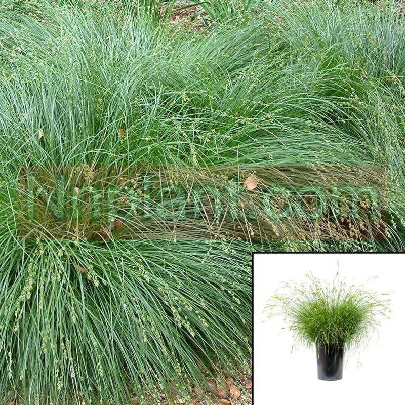 Carex Tumulicola 5 Gallon Berkeley Sedge Grass Foothill Mature Rush Or Live Plant Fr7