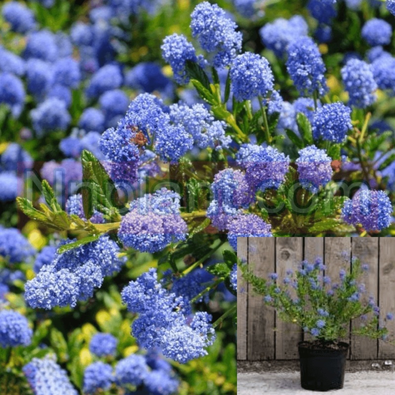 Ceanothus Concha 5 Gallon Blue Ceanothus Concha California Lilac Plant California Lilac Live Plant Fr7