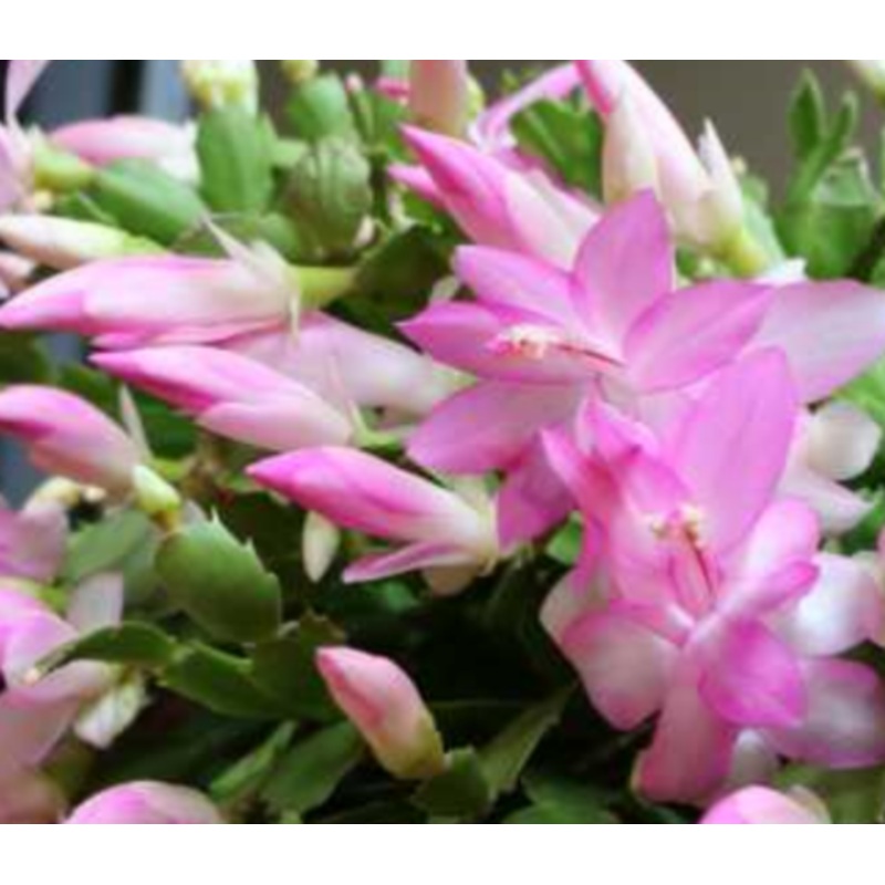 Christmas Cactus Zygocactus Light Pink Plant 4inches Pot Schlumbergera Bridgesii Succulent Drought Tolerant Live Plant ht7 BEST