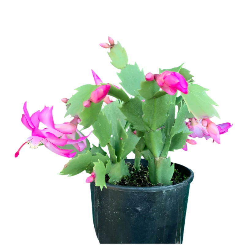 Christmas Cactus Zygocactus Light Pink Plant 6 inches  Pot Schlumbergera Bridgesii succulent Live Plant Ht7 Best
