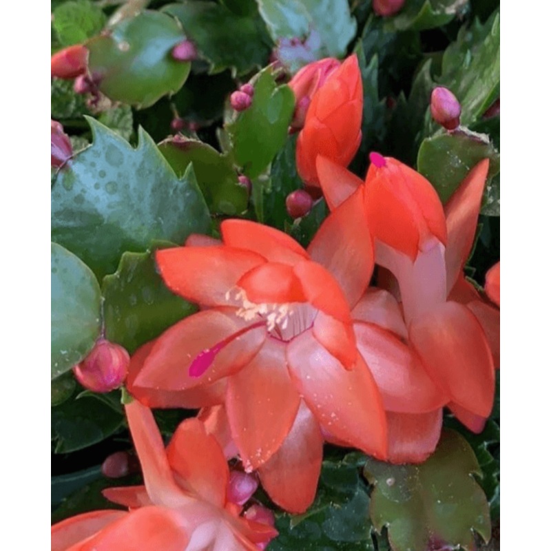 Christmas Cactus Zygocactus Red 4Inches Plant Pot Schlumbergera Bridgesii Orangish red christmas flower Ht7 Best GIFT