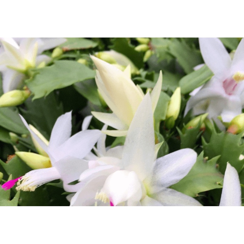 Christmas Cactus Zygocactus White Plant 4inches Pot Schlumbergera Bridgesii White flower Succulent Drought Tolerant Live Plant ht7