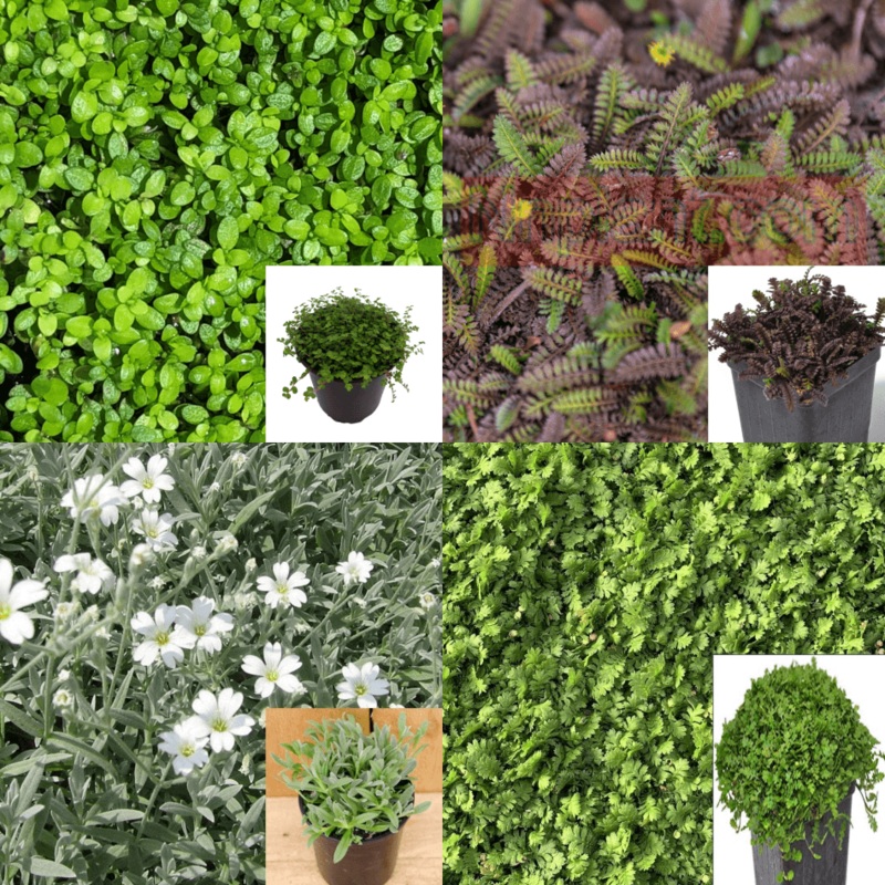 Combo Of 4 Ground Cover Plant 3Inches Pot Random Pick Baby Tear Angel Tears Brass Butt Black Plant Ht7