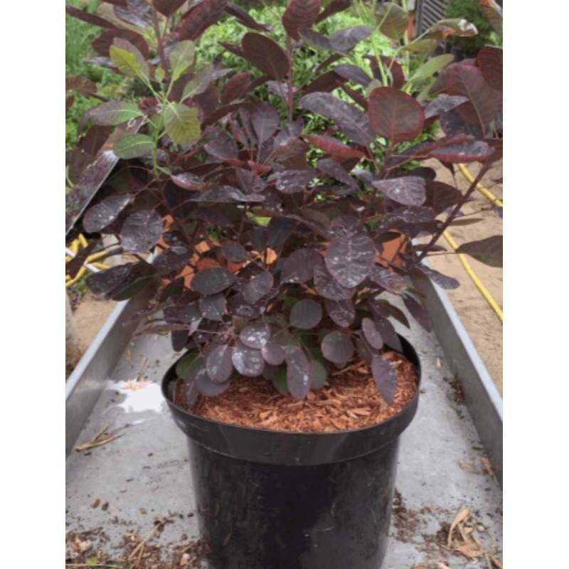 Cotinus Purpureus Multi 5 Gallon Royal Purple Smoke Live Plant Outdoor Fr7