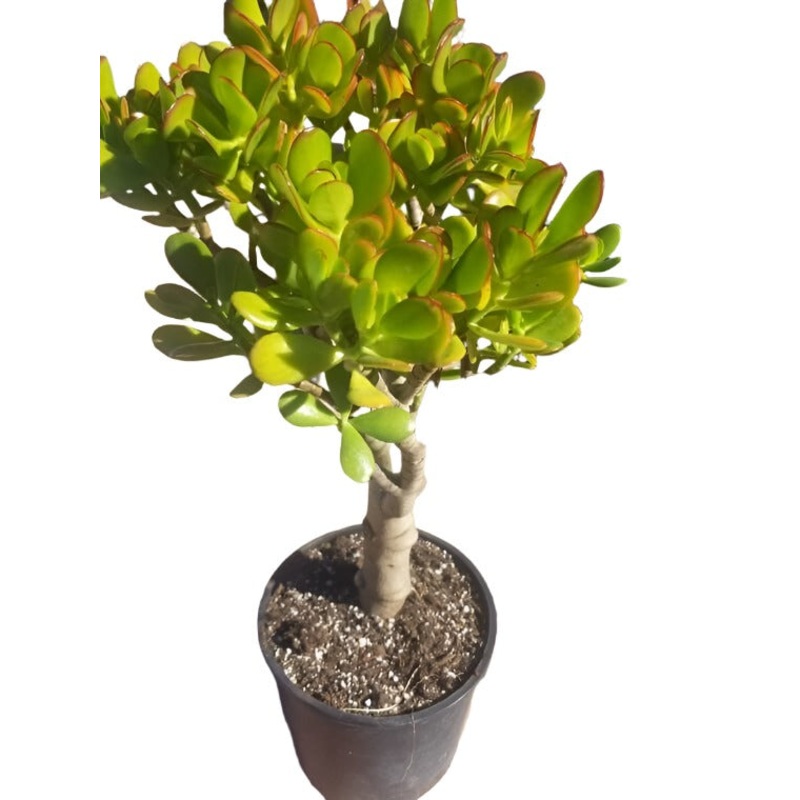 Crassula Argentea Ovata 5 Gallon Ht7 Crassula Ovata Jade Money Tree Kerky Bush Plant Succulent Drought Tolerant Ht7 Best