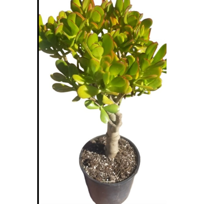 Crassula Ovata Sunset Plant 5 Gallon Ht7 Golden Orange Red Edge Jade Tree Succulent Live Plant Ht7 Best