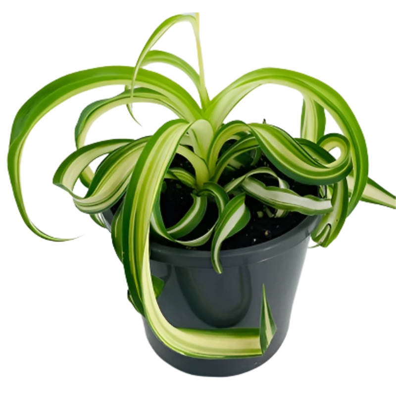 Curly Spider 4inches Plant Spider Ivy Plant Ribbon Plant Bonnie Caribbean Live Plant Ht7 best