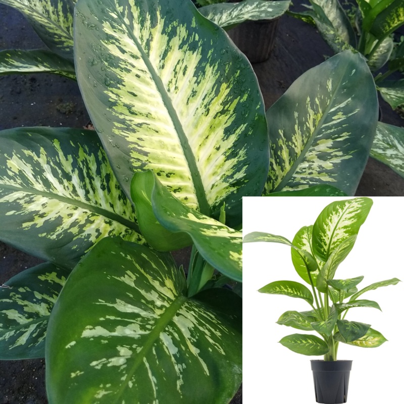 Dieffenbachia Tropic Snow 1 Gallon Tropic Snow Plant Pot Dumb Cane Plant Indoor Live Plant Ht7Pr7