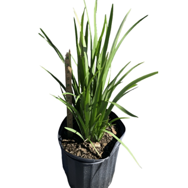 Dietes Iridioides 5 Gallon White Dietes Iridioides Wild Iris 5 Gallon Fr7