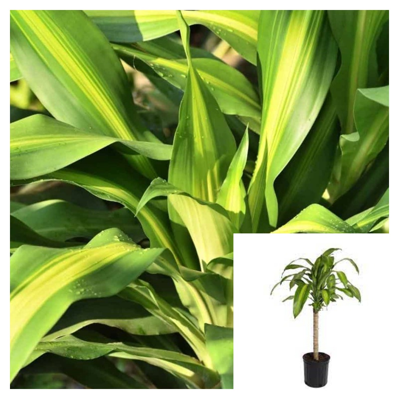 Dracaena Corn Cane Plant Dracaena Live Plant 5 Gallon Succulent Drought Tolerant Healthy Ht7