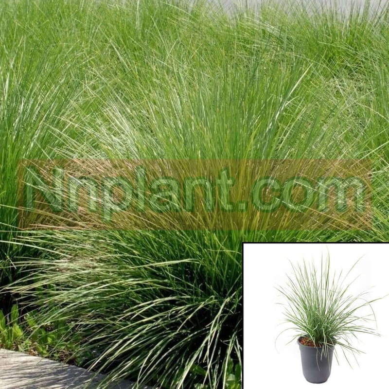 Festuca Mairii 5 Gallon Mairei Atlas Fescue Grass Live Plant Fr7