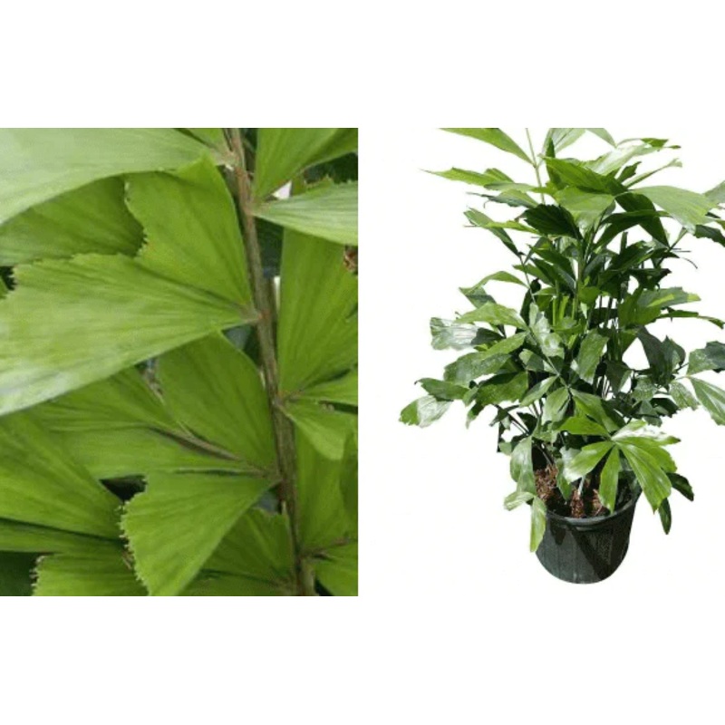 Fishtail Palm 5 Gallon Ht7 Plant Indoor House Air Purifying Tree Live Plant