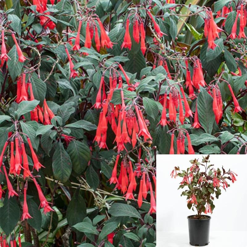 Fuchsia Gartenmeister Plant Pot Red Bell Flower Ladys Eardrops Mature Plants Live Plant 10-16In Tall 1 Gallon Ht7