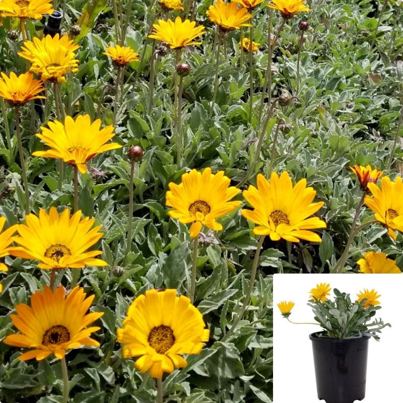 Gazania Yellow Clumping 1 Gallon Plant African Daisy Rigens Gazenia Flower Live Plant Fr7