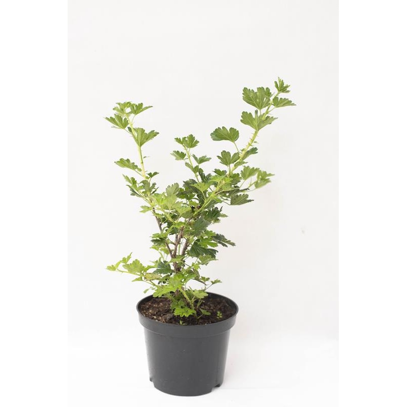 Gooseberry Hinnonmaki Red 5 Gallon Plant Ribes Uva Crispa Hinnonmaki Red Plant Outdoor Fruit Tree Live Plant Dw7Ht7