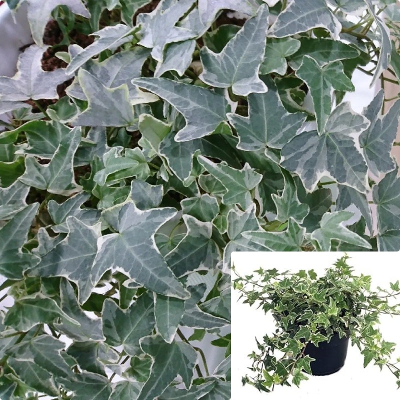 Hedera Helix Asterisk Variegated Glacier Ivy 1 Gallon Pot Plant Asterisk English Ivy Live Plant Ht7 Best