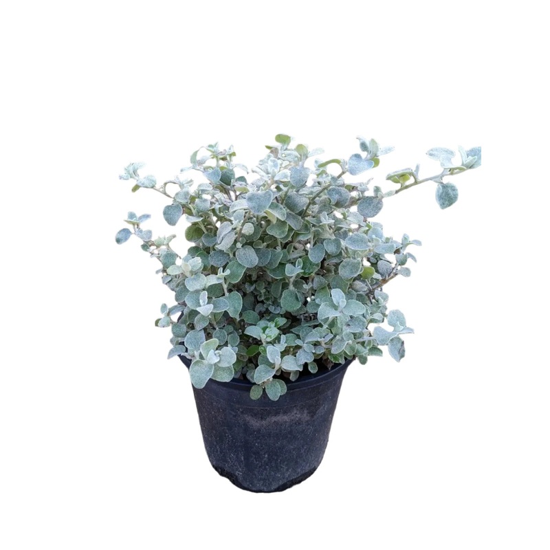 Helichrysum Lemon 1 Gallon Ht7 Plant Lemon Licorice Plant Indoor Live Plant Pr7