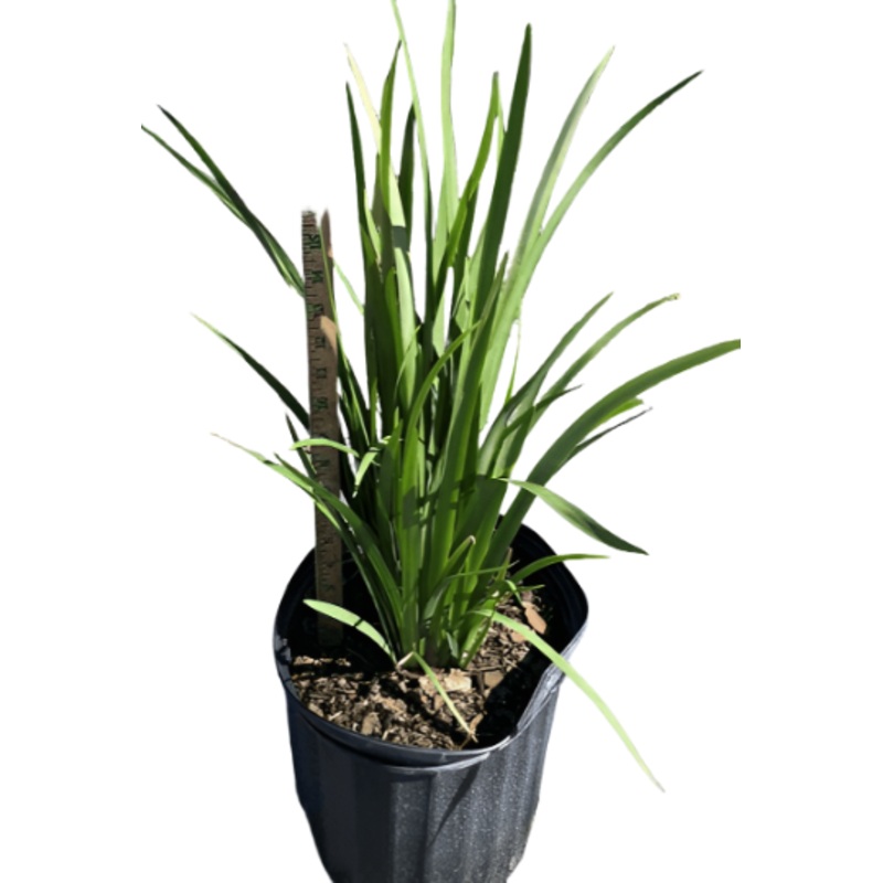 Hemerocallis Lemon Drop Fortnight Lily Dietes Plant Lemon Drop Moraea 5 Gallon Live Plant Ht7
